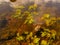 Picture of underwater plants in a steep river