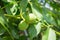 Picture of unripe green walnut on brunch