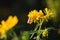 Picture of Utetheisa pulchella butterfly on yellow flower
