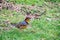 A picture of Varied Thrush perched on the ground.