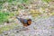 A picture of Varied Thrush perched on the ground.