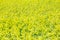 Picture of a view of a rapeseed field, The rapeseed has a fairly deep thickening root, preferring, thus, medium dough soils, deep