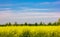 Picture of a view of a rapeseed field, The rapeseed has a fairly deep thickening root, preferring, thus, medium dough soils, deep