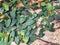 A picture of a vine climbing on the wall of a house fence.