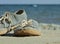 Picture of vintage old shabby sneakers at seacost