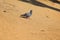 Picture of walking rock pigeon on the ground in summer