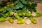 This picture was taken on the worktop of my house in September 2018. In it you can see several branches of oaks with many acorns w