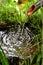 A picture of water bowl in the Japanese garden.           Ohara  Kyoto