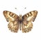 picture of watercolour speckled wood butterfly clipart