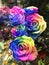A Picture of a weird bouquet of rainbow colored roses