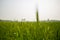 This is a picture of a wheat field in Bangladesh. Close-up picture of green grain wheat. Wheat grains are peaking in the sky