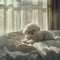 picture of a white Bichon Frise dog
