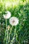 Picture of the white blowballs in a green summer meadow in morning sun light