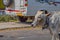 Picture of a white color Indian calf walking on road in bright sunlight