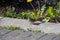 A picture of a White-crowned Sparrows  perching on the ground.