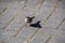 A picture of a White-crowned Sparrows  perching on the ground.