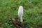 A picture of a white fungus. Green grass in the background