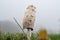 A picture of a white fungus. Green grass and white hazy sky in the background