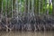 Picture of a wooden walkway to study the nature of the mangrove forest