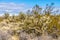 Picture of Yoshua Tree National Park with cactus trees in California during the day