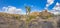 Picture of Yoshua Tree National Park with cactus trees in California during the day