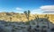 Picture of Yoshua Tree National Park with cactus trees in California during the day