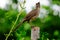 A picture of a young curved billed thrasher bird