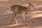 Picture young deer red  On brown soil