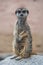 Picture of young meerkat standing and looking in the camera