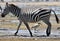 A picture of a Zebra