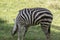 Picture zebra Plains zebra, also known as the common zebra or Burchell`s zebra, in zoo nakhonratchasima thailand