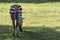Picture zebra Plains zebra, also known as the common zebra or Burchell`s zebra, in zoo nakhonratchasima thailand