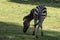 Picture zebra Plains zebra, also known as the common zebra or Burchell`s zebra, in zoo nakhonratchasima thailand