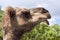 Pictureof a camel\'s head