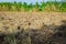 Pictures of agricultural plots used for rice farming,