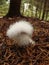 Pictures with beautiful mushroom on the background of autumn forest