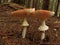 Pictures with beautiful mushroom on the background of autumn forest