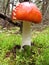 Pictures with beautiful mushroom on the background of autumn forest