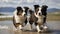Pictures of Border Collies Dogs Pets