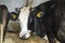 Pictures of cows and calves eating their food in the ranch, cattle breeding, the most beautiful cow paintings,