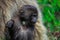 Pictures of Endemic Gelada Baboon Baby living in the Ethiopian Highlands only