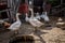 Pictures of geese, white and grey, belonging to the family of domestic goose, standing in a farm of the Serbian countryside.