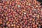 Pictures of rosehip fruit dried in a tray, drying rosehip, drying rosehip to drink rosehip tea.