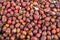 Pictures of rosehip fruit dried in a tray, drying rosehip, drying rosehip to drink rosehip tea.