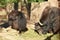 The pictures show a close-up of musk oxen.