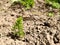 Pictures of small saplings in spring sunshine