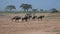 Picturesque African Wildlife Landscape With Animals Antelope Zebra