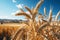 A picturesque agricultural farm unveils a golden cereal field, teeming with wheat