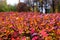 Picturesque autumn hedgerow