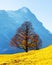 Picturesque autumn landscape in Grindelwald village